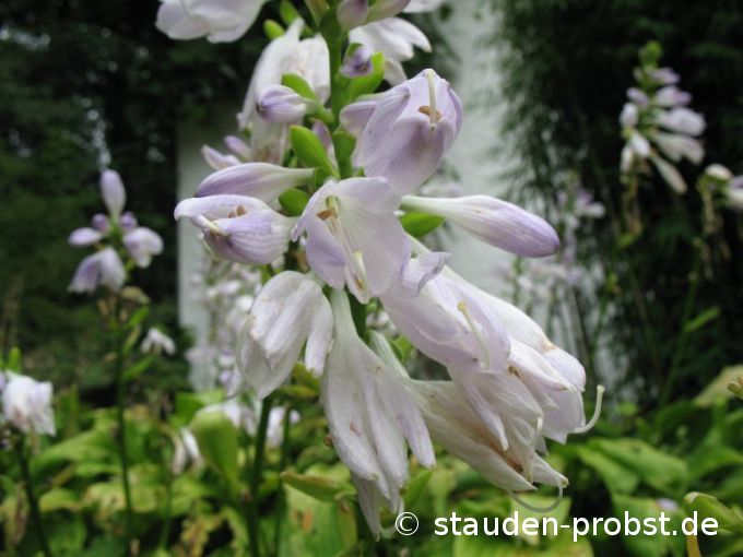 Hosta 'Honeybells' - Funkie