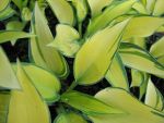 hosta-hyb-june-2
