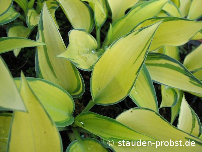 Hosta 'June' - Funkie