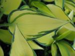 hosta-hyb-june