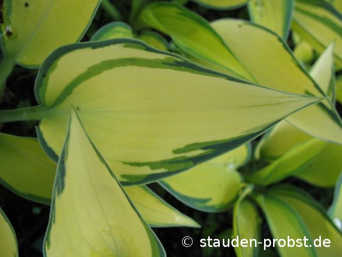 Hosta 'June' - Funkie