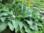 hosta-hyb-krossa-regal-2