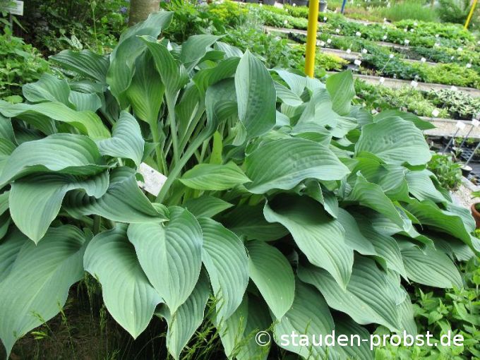 Hosta 'Krossa Regal' - Funkie