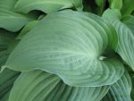 hosta-hyb-krossa-regal