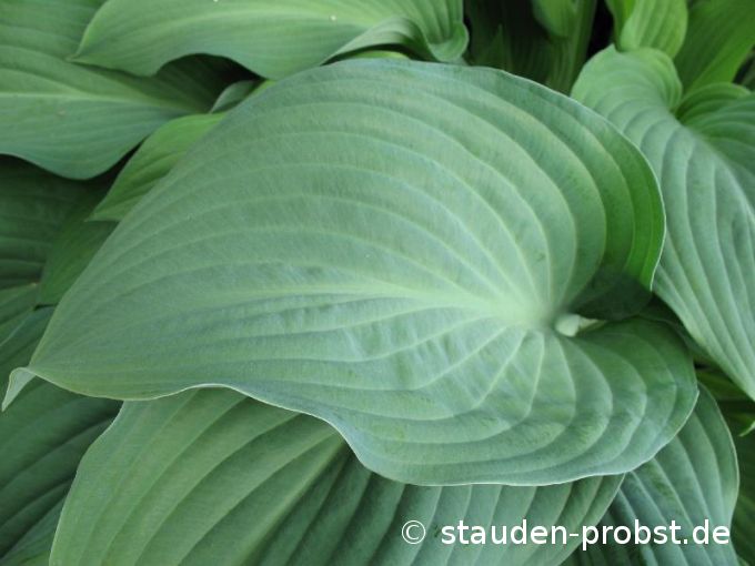 Hosta 'Krossa Regal' - Funkie