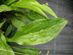 hosta-lancifolia