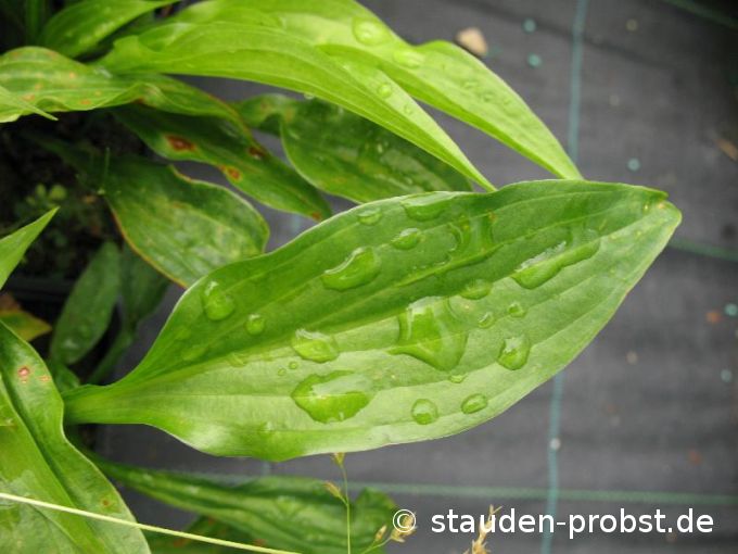 Hosta lancifolia - Lanzenfunkie