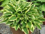 hosta-hyb-little-wonder