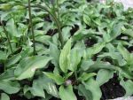 hosta-minor