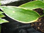 hosta-montana-aureomarginata