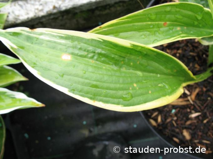 Hosta montana 'Aureomarginata' - Funkie