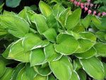 hosta-montana-moonlight-2