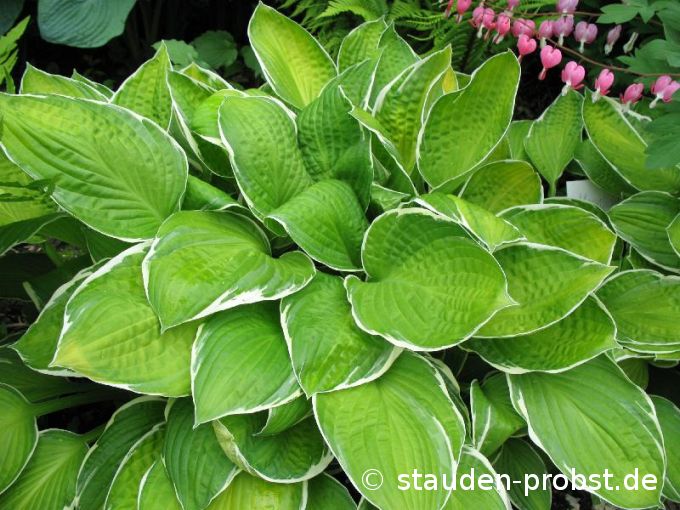 Hosta montana 'Moonlight' - Berg Funkie