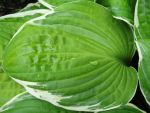 hosta-montana-moonlight