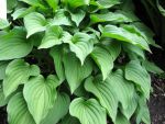 hosta-nakaiana-2