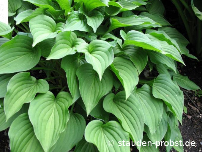 Hosta nakaiana - Felsenfunkie