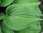 hosta-nakaiana