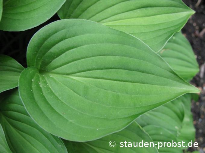 Hosta nakaiana - Felsenfunkie