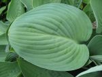hosta-nigrescens