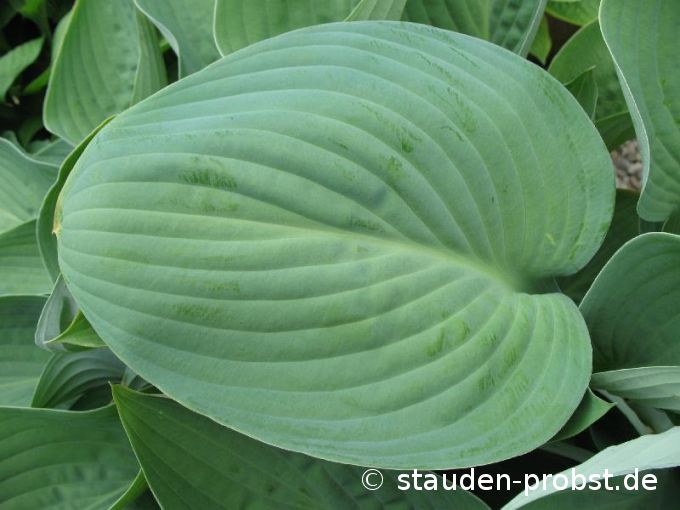 Hosta nigrescens - Graublattfunkie