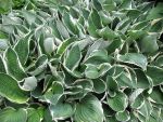 hosta-hyn-north-hills-2