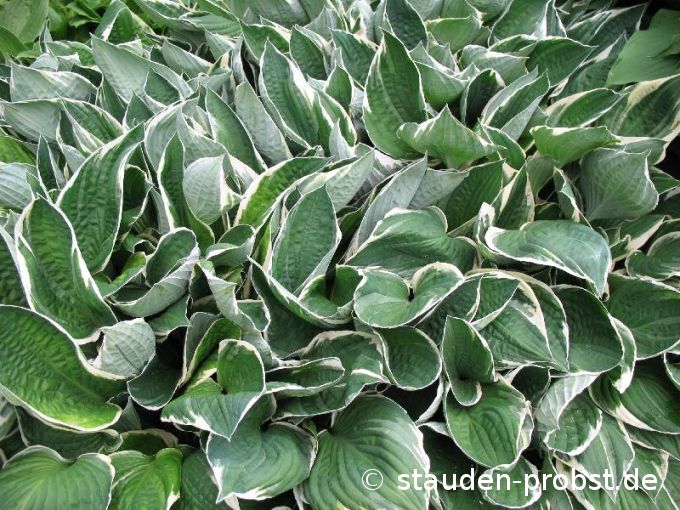 Hosta 'North Hills' - Funkie