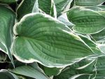 hosta-hyb-north-hills