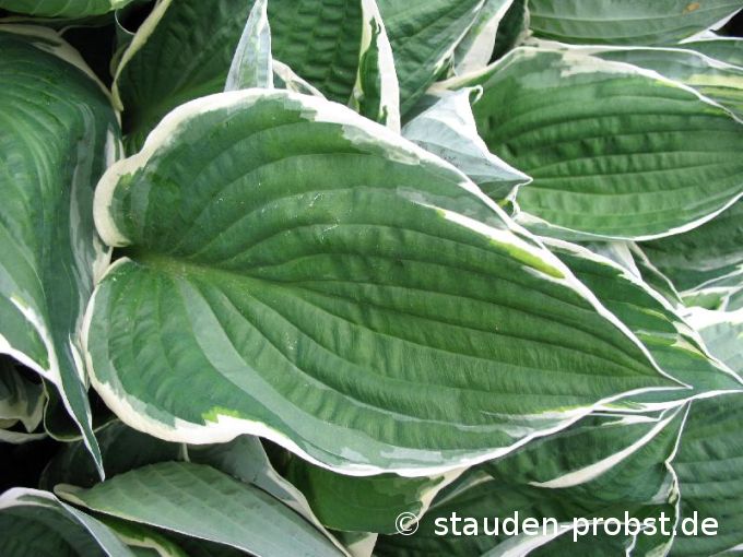Hosta 'North Hills' - Funkie