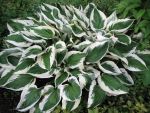 hosta-hyb-patriot-2
