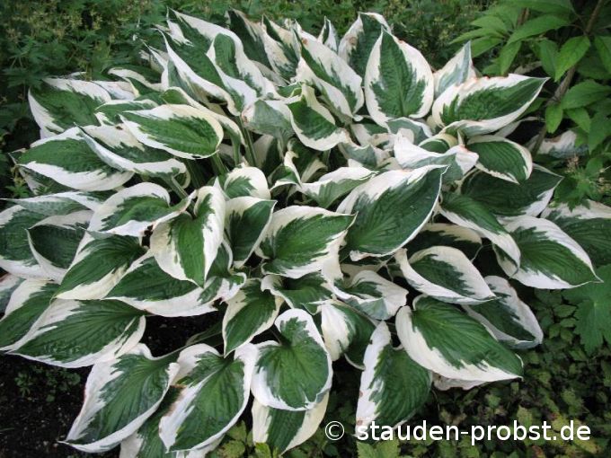 Hosta 'Patriot' - Funkie