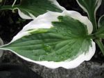 hosta-hyb-patriot