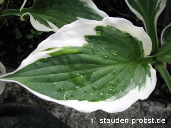 Hosta 'Patriot' - Funkie