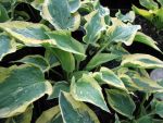 hosta-hyb-pilgrim-2
