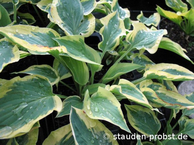 Hosta 'Pilgrim' - Funkie