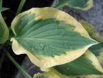 hosta-hyb-pilgrim