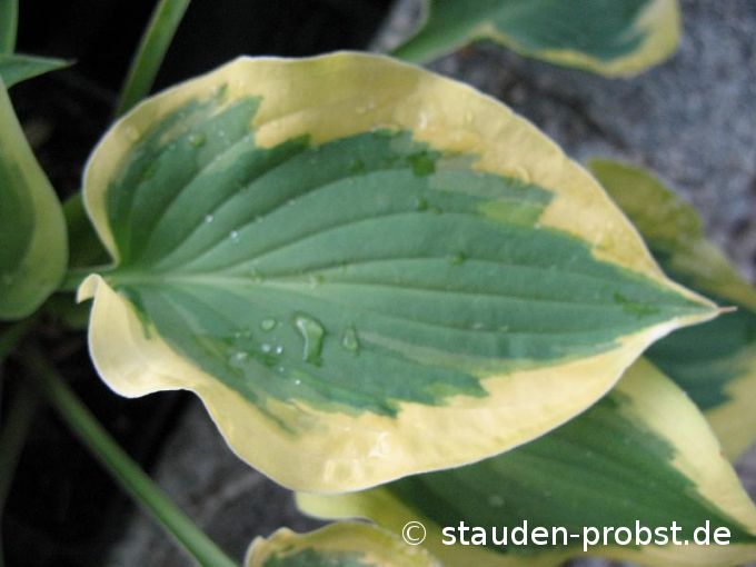 Hosta 'Pilgrim' - Funkie