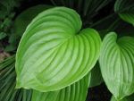 hosta-plantaguinea-aphrodite