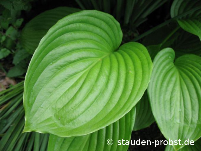 Hosta plantaguinea 'Aphrodite' - Funkie