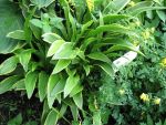 hosta-rondeifolia-2
