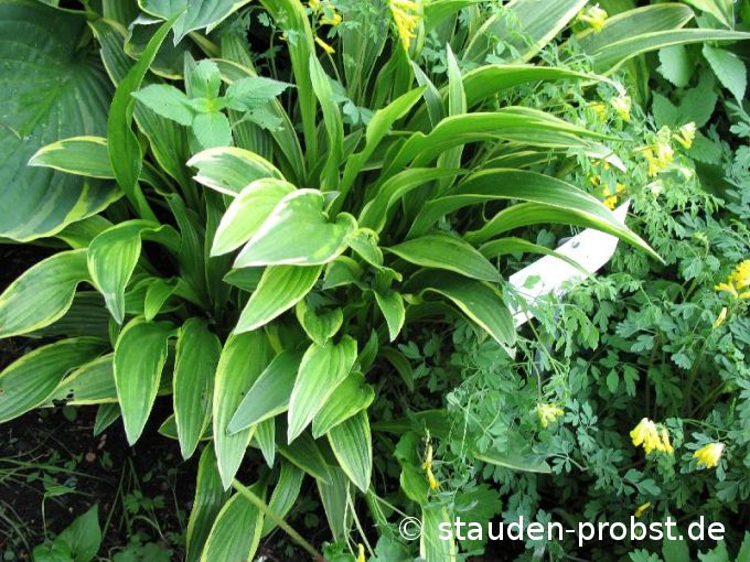 Hosta rondeifolia - Funkie