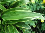 hosta-rondeifolia