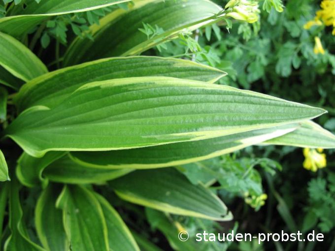 Hosta rondeifolia - Funkie