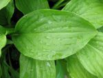 hosta-hyb-royal-standard