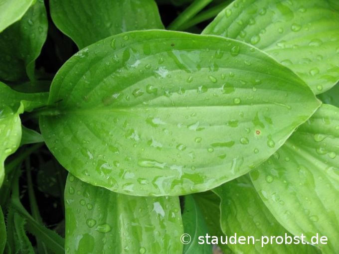 Hosta 'Royal Standard' - Funkie