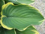 hosta-hyb-sagae-3