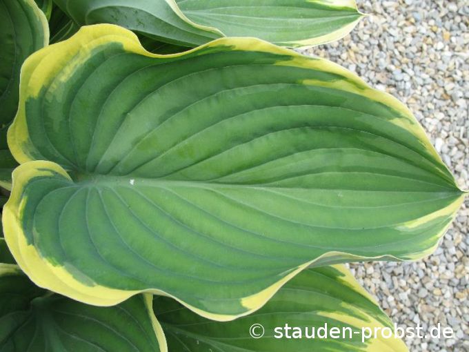 Hosta 'Sagae' - Funkie