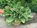 hosta-hyb-sagae-4