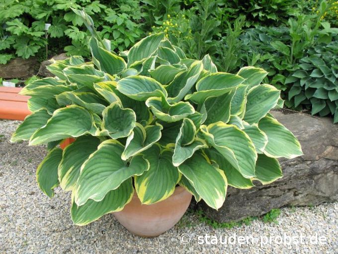 Hosta 'Sagae' - Funkie