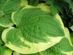 hosta-hyb-shade-fanfare