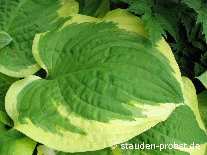 Hosta 'Shade Fanfare' - Funkie